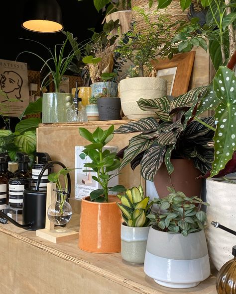 Elevate your interior decor with our ranges of curated potted plants 🪴 find a standout piece that reflects your individual style, our diverse range of pottery options is designed to inspire and captivate ✨ Shop our selection curated potted plants in-store or online via https://plantaelover.shop/collections/curated-potted-plant —————— Visit our store: Plantae Lover SS19 Subang Jaya [ 29 Jalan SS19/7, 47500 Subang Jaya, Selangor] Shop on Website: www.plantaelover.shop Operating hours: Mon, Tu... Plant Store Aesthetic, Plant Lover Aesthetic, Plant Shop Aesthetic, Subang Jaya, Shop Aesthetic, Plant Shop, Plant Nursery, Dream Garden, Plant Lover