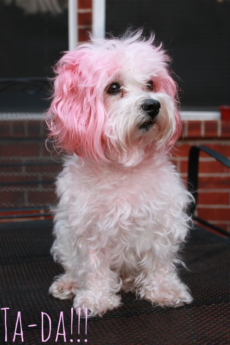 Kool Aid Hair Dye, Kool Aid Hair, Dog Hair Dye, Professional Hair Dye, Dog Dye, Hair Dye Brush, Creative Grooming, Dog Haircuts, Best Dog Food