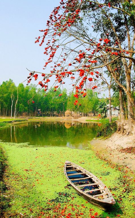 Under the shimul flowers, Spring in Bangladesh Bangladesh Travel, Beautiful Bangladesh, Mountains Sunset, Natural Photography, Scenery Pictures, Forest Path, Painting Subjects, Landscape Photography Nature, Beauty Natural