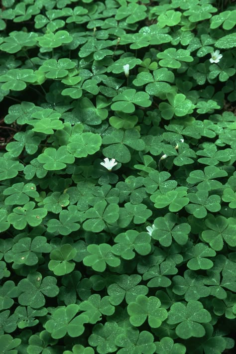 The Best Type of Clover to Plant in Shade | Hunker Cloverleigh Farms, Cover Ups Tattoo, Sorrel Plant, Shamrock Plant, Oxalis Triangularis, Clover Plant, Wood Sorrel, Vegetables Garden, Ground Covering