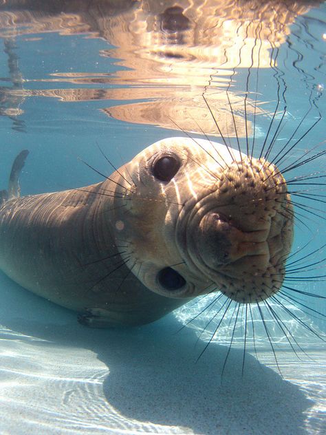 Ocean Life Photography, Elephant Seal, Seal Pup, Tropical Animals, Beautiful Sea Creatures, Marine Biologist, Aquatic Animals, Marine Mammals, Arte Inspo