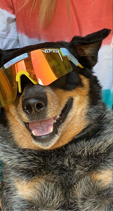 Animals Wearing Pit Vipers, Pitt Vipers, Baseball Glasses, Country Dogs, Viper Sunglasses, Cute Puppy Names, Pit Viper Sunglasses, Pit Vipers, Shadow Riders