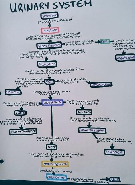 Anatomy Urinary System, Urinary System Anatomy Physiology, Renal System Physiology, Urinary System Nursing Notes, The Urinary System Notes, Urinary System Anatomy Notes, Renal Physiology Notes, Renal System Notes, Renal System Nursing