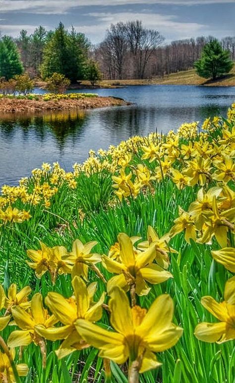 Spring Scenery, Landscaping Software, Wild Nature, Nature Images, Flower Field, Nature Scenes, Nature Travel, Beautiful Photography, Amazing Nature