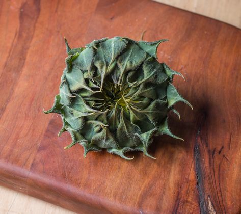 How to cook sunflower buds like an artichoke Sunflower Head, Herbal Recipes, Wild Edibles, Sustainable Food, Seasonal Recipes, Vegetable Stock, Bone Broth, Edible Flowers, How To Cook