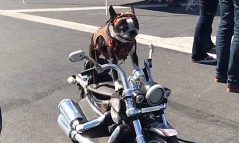 Chopper is an eight-year-old Boston Terrier. An adorable video shows him riding a motorcycle in San Diego, California. He's decked out with a bandana and a vest that has his name on the back. Biker Dog, Riding A Motorcycle, Chopper Motorcycle, San Diego California, Dog Names, Dog Life, Chopper, Boston Terrier, San Diego