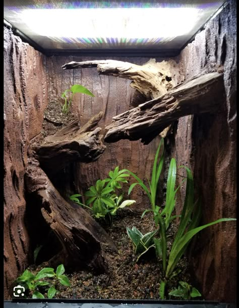 Reptile Terrarium Ideas Unique, Themed Reptile Enclosure, Carpet Python Enclosure, Bioactive Reptile Enclosure, Monitor Lizard Enclosure, Tree Frog Enclosure, Gecko Enclosure Ideas, Leachie Gecko, Moss Terrarium Ideas