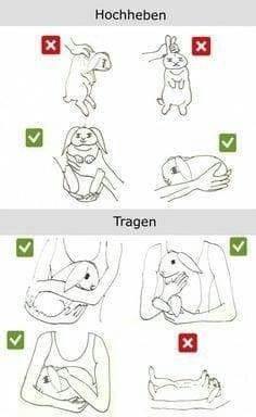 Bunny Care Tips, Pet Rabbit Care, Bunny Room, Pet Bunny Rabbits, Indoor Rabbit, Rabbit Cages, Bunny Care, Cute Bunny Pictures, Bunny Mom