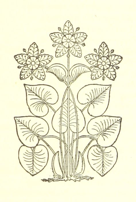 British Library Illustration, Art Nouveau Tattoo Flower, Art Nouveau Flowers Illustration, Van Acker, Art Nouveau Tattoo, Deco Flowers, Motifs Art Nouveau, Nouveau Tattoo, British Library Digitised Image