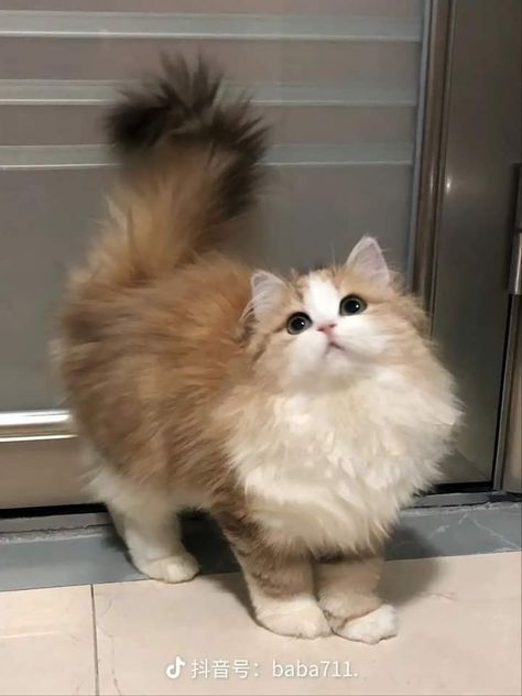 Cute Cat Fluffy, Cute Cats Fluffy, Ragdoll Cat Orange, Pretty Cats Aesthetic, Cute Fluffy Cats, Fluffy Cat Breeds, Cute Fluffy Kittens, Fluffy Cats, Elegant Cat