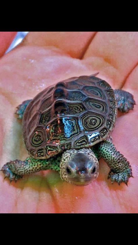 Diamond Back Terrapin Diamond Back Terrapin, Spotted Turtle Tank, Big Headed Turtle, Diamond Back Terrapin Turtle, Turtle Pet Aesthetic, Turtle Terrarium, Freshwater Turtles, Big Turtle, Tortoise Enclosure