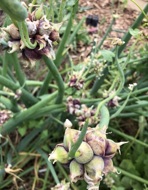 Walking Onions, Egyptian Walking Onions, Planting Onions, Onion Recipes, Mother Plant, Food Garden, Kitchen Garden, Fall Plants, Grow Your Own Food