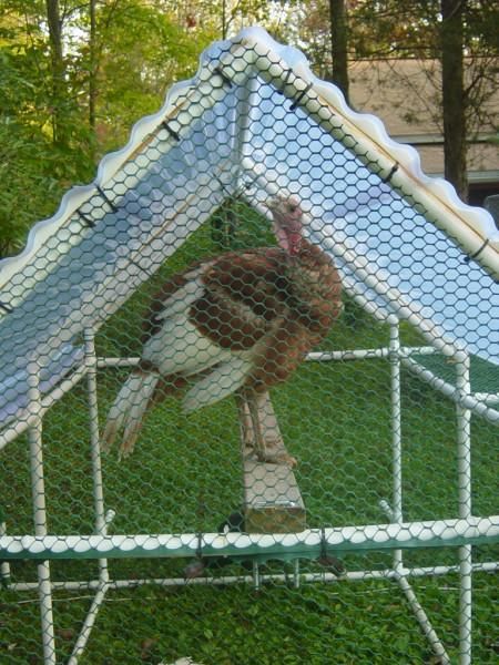 pvc pipe chicken tractor | ... pvc turkey tractor i took the standard pvc chicken tractor design and Turkey Tractor, Chicken Run Ideas Diy, Chicken Run Ideas, Urban Chicken Farming, Raising Turkeys, Tractor Design, Turkey Farm, Portable Chicken Coop, Egg Laying Chickens