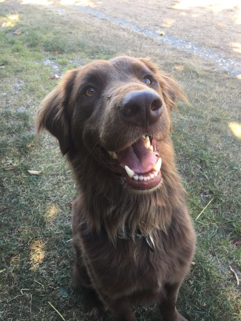 Big Cuddly Dogs, Brown Retriever, Big Brown Dog, Cutee Animals, Brown Puppies, Farm Dogs, Puppies And Kitties, Pretty Dogs, Silly Dogs