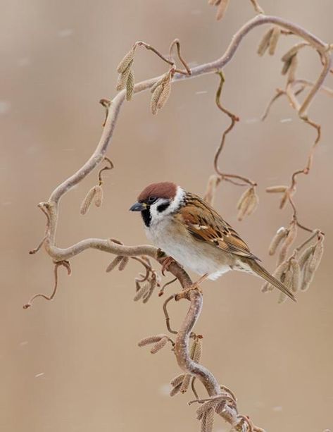 Eurasian Tree Sparrow, Tree Sparrow, Online Selling, Sparrows, All Birds, Bird Pictures, Birds Tattoo, Pretty Birds, Bird Photo