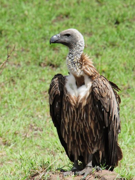 African White-backed Vulture (Gyps africanus), Northern Serengeti, Tanzania. African Vultures, Underrated Animals, Serengeti Tanzania, Egypt Pyramids, Tattoo Animal, Tanzania Travel, Tanzania Africa, Amazing Animal Pictures, Tanzania Safari