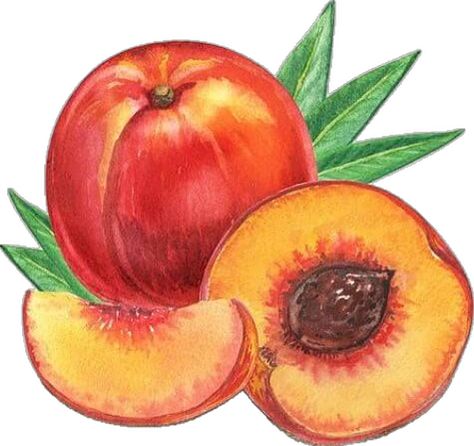 Peach Crafts, Rethink Your Drink, Wee Folk Art, Fruit Art Drawings, Fruit Crafts, Fruit Coloring Pages, Juicy Peach, Fruits Drawing, Peach Art