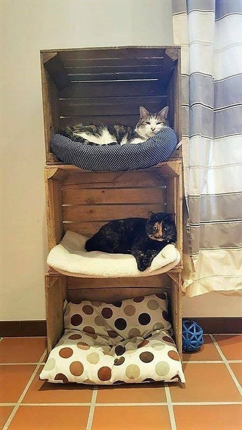 Crate Cat Community........... Katt Grejer, Chat Diy, Wood Pallet Recycling, Diy Cat Tree, Cat House Diy, Cat Furniture Diy, Cat Shelves, Funky Design, Cat Room