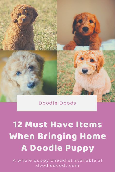 Puppy Goldendoodle, Puppy Schedule, Puppy Announcement, Dog Travel Crate, New Puppy Checklist, Puppy Tips, Puppy Checklist, Puppy Facts, Puppy Shampoo