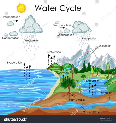 Education Chart of Biology for Water Cycle Diagram. Vector illustration #Ad , #Sponsored, #Biology#Water#Education#Chart Water Cycle Drawing Art Projects, Education Chart, Water Cycle Model, Water Cycle For Kids, Water Cycle Project, Water Cycle Diagram, Bio Project, Geography Notes, Cycle Drawing