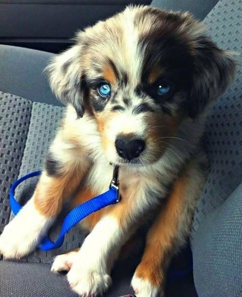 Golden Husky, Golden Retriever Husky Mix, Golden Retriever Husky, Family Dogs Breeds, Siberian Husky Mix, Golden Retriever Mix, Hybrid Dogs, Husky Mix, Yorkshire Terrier Puppies