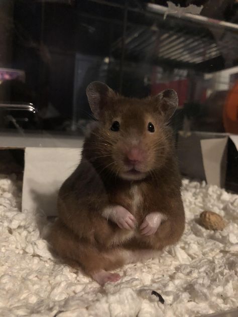 Brown Syrian Hamster, Brown Hamster, Hamster Pics, Hamster Life, Hamster Habitat, Hamster Care, Hamster Cages, Syrian Hamster, Hamster House