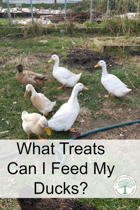 Duck Treats, Keeping Ducks, Duck Care, Duck Feed, Ducks And Chickens, Backyard Ducks, Duck Stuff, Duck Coop, Duck Farming