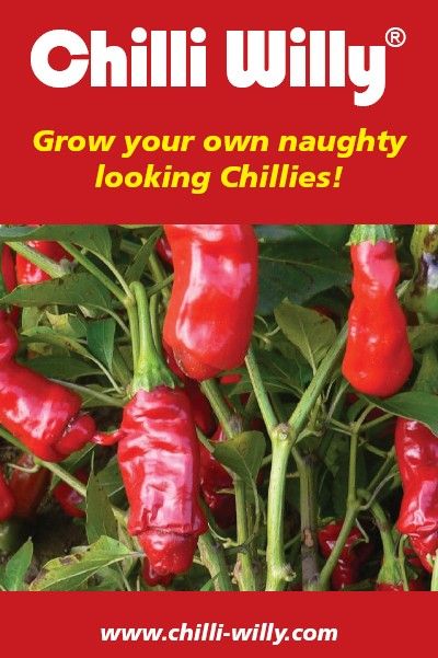 Chilli Willy Peppers, Lavender and Blueberry: Chilli Willy Seeds ... Seed Packaging Ideas, Chilli Plant Care, Growing Chillies, Regrow Veggies, Hot Peppers Plants, Grow Peppers, Growing Celery, Fast Growing Vegetables, Chilli Seeds