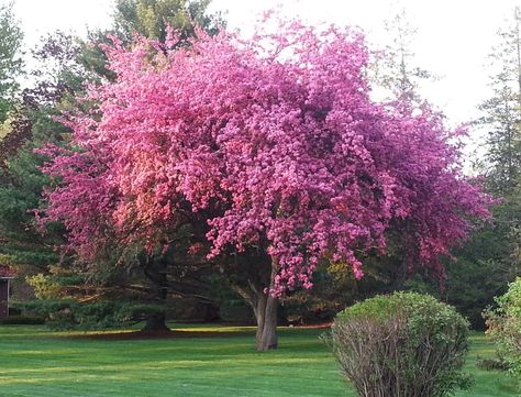 Kwanzan Cherry Tree - Gardenerdy Cherry Tree Garden, Kwanzan Cherry Tree, Yoshino Cherry Tree, Weeping Cherry Tree, Black Cottage, Flowering Cherry Tree, Tree Growth, Tree Seedlings, Pretty Trees