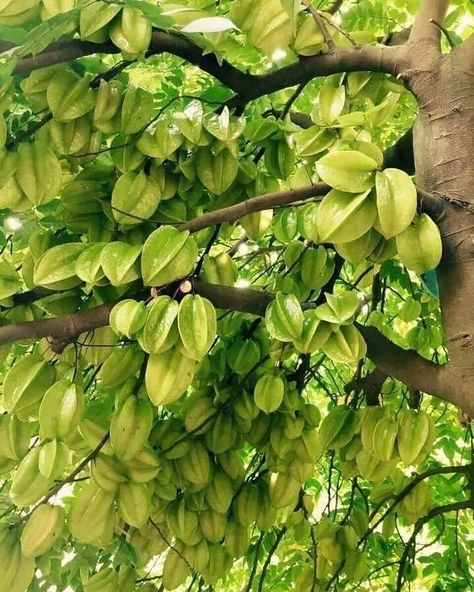 🍐🍐🍐 Yummy Star Fruit 🍐🍐🍐 Fruit Garden Aesthetic, Fruit Bearing Trees, Lean To Greenhouse, Star Fruit, Fruit Picture, Vegetable Garden Diy, Nature's Bounty, Bountiful Harvest, Colorful Fruit