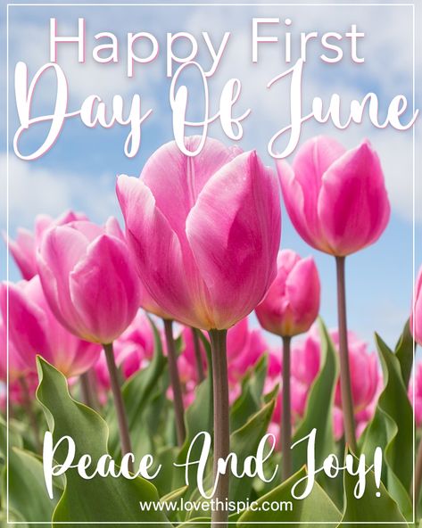 Pink Tulips - Happy First Day Of June. Peace And Joy! june hello june first day of june quotes happy first day of june june 1st first day of june messages june quotes 2023 Happy 1st Of June, Happy First Day Of June, 1st June Quotes, Happy June 1st Quotes, June 1st Quotes, Happy June Quotes, 1st Of June Quote, June 1st, June Quotes Month Of