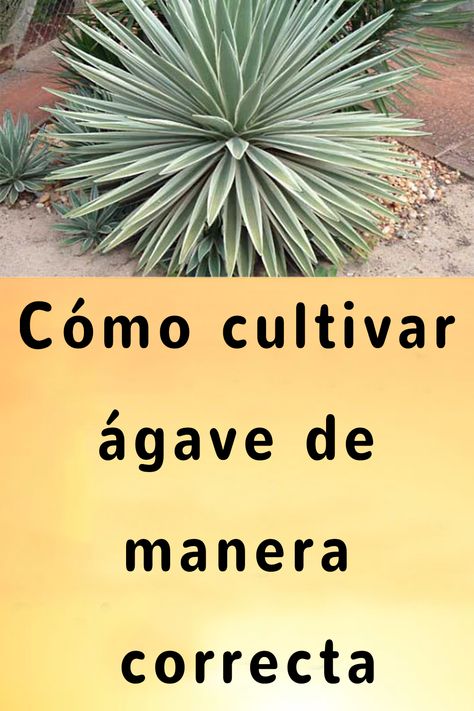 Cómo cultivar ágave de manera correcta Agaves, Herbs, Patio, Patios