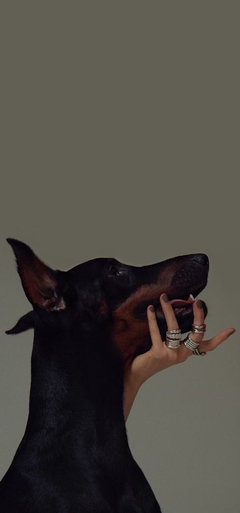 Doberman Wallpaper, Doberman Aesthetic, Black Doberman, Xl Art, Scary Dogs, Doberman Puppy, Art Square, Doberman Dogs, Black And White Photograph