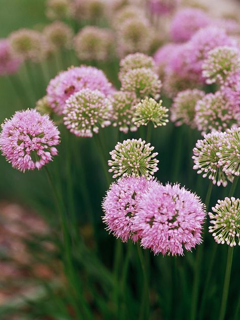 Allium Varieties, White Allium, Allium Garden, Allium Flower, Allium Flowers, High Country Gardens, Summer Bulbs, Summer Flowers Garden, Light Purple Flowers