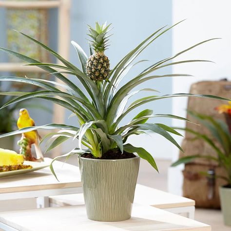 Buy ornamental pineapple Ananas comosus 'Corona ('Duranas2') (PBR)': Delivery by Waitrose Garden Pineapple Plant Care, Growing Goji Berries, Pineapple Plant, Growing Pineapple, Pineapple Planting, Grow Avocado, Indoor Flowering Plants, Simple Nursery, Coffee Plant