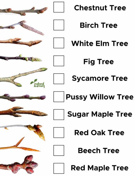 Tree Bud Identification for Young Children Tree Identification Chart, Tree Bark Identification, Tree Leaf Identification, Identifying Trees, Sugar Maple Tree, Leaf Identification, Red Oak Tree, Natural Learning, Tree Buds