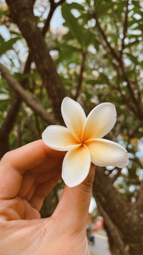 Plumeria Alba, Flower In Hand, Surat City, Flowers Dp, Nature Photography Ideas, Sunset Iphone Wallpaper, Granth Sahib Quotes, Happy Birthday Icons, Plant Drawings