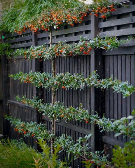 Pyracantha espalier – Herbidacious Pyracantha Espalier, Pyracantha Hedge, Cloud Pruning, Pruning Shrubs, Fence Stain, Black Fence, Orange Glow, Stone Barns, Organic Garden