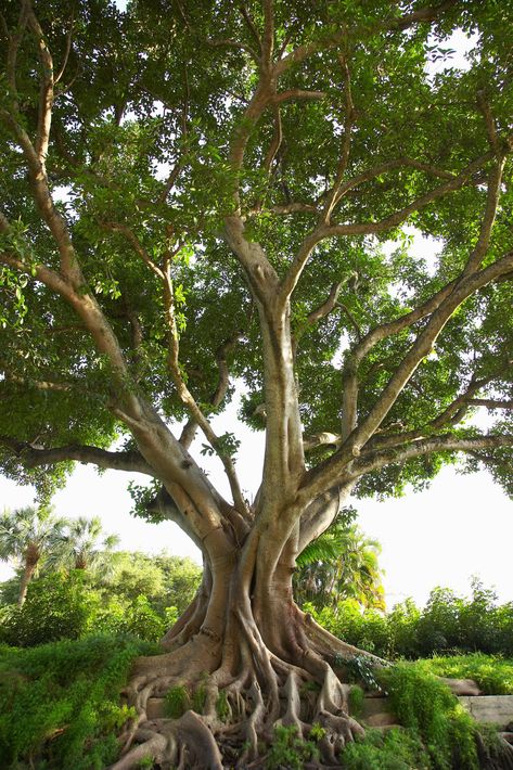 Ficus Religiosa, Boom Kunst, Weird Trees, Bonsai Tree Types, Bodhi Tree, Banyan Tree, Tree Photography, Unique Trees, Tree Roots