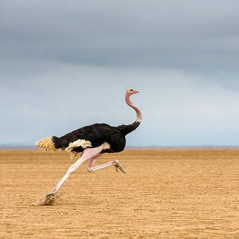 Common Ostrich, Ostrich Running, Ostrich Animal, Petit Tattoo, Africa Wildlife, Flightless Bird, Always You, African Animals, Emu