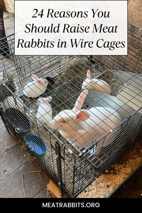 Meat Rabbit Colony, Rabbit Farming Ideas, Meat Rabbit Hutch Outdoor, Meat Rabbit Set Up, Rabbit Breeding Setup, Meat Rabbits Housing, Rabbit Husbandry, What To Feed Rabbits, Rabbit Village