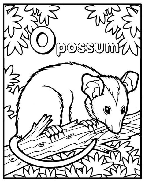 possum coloring page Opossum Coloring Page, Possum Coloring Pages, Possum Party, Opossum Drawing, Pokemon Ninetales, Sketch Animals, Name Coloring Pages, Ground Hog, Teacher Projects