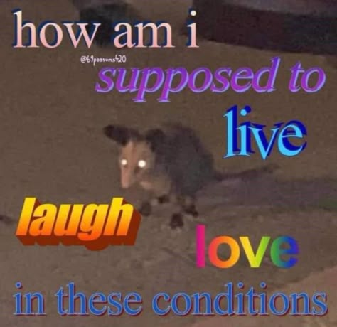 Raccoon Memes, Mood Memes, Silly Goofy, Reaction Images, Vie Motivation, Silly Animals, Mood Humor, Funny Reaction Pictures, Funny Meme