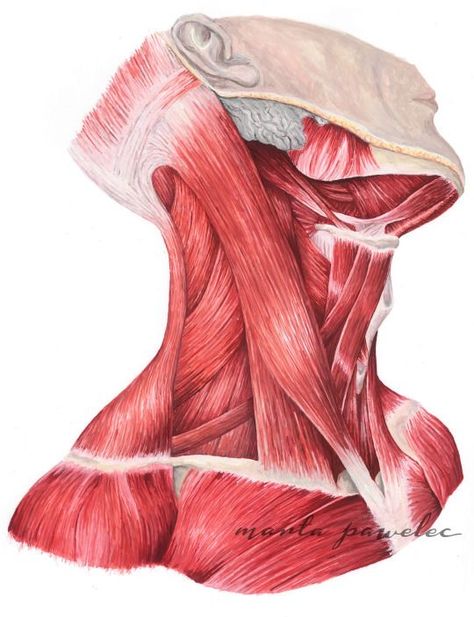 Illustration Anatomy, Human Muscle Anatomy, Medical Drawings, Anatomy Sculpture, Human Body Anatomy, Human Anatomy Drawing, Muscle Anatomy, Human Figure Drawing, Human Anatomy Art