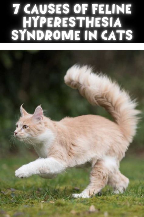 Feline Hyperesthesia Syndrome in cats, also known as FHS, rolling skin syndrome, and many other names, is a medical condition that results in hypersensitivity.  Feline Hyperesthesia Syndrome causes the afflicted cat to experience hypersensitivity, often along the back and base of the tail. Cats with this condition may start twitching, biting, or running around suddenly as they experience an uncomfortable episode. This condition can be managed with medication, but can never be fully cured. Cats With Interesting Markings, Cat With Unique Markings, Marfans Syndrome Signs, Happy Tail Syndrome Dogs, Cat Friendly Medications, Behavior Problems, Cat Items, Cat Health, Cat Treats