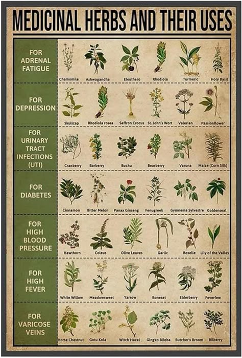 Herbs And Their Uses, Medical Herbs, Magia Das Ervas, Magic Herbs, Natural Healing Remedies, Healing Remedies, Herbal Healing, Herbal Magic, Herbs For Health