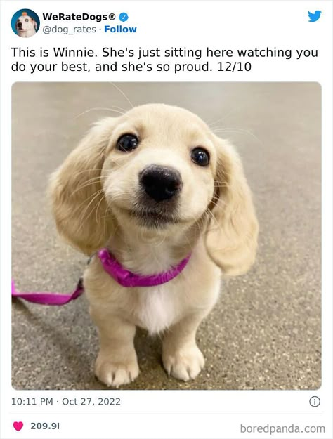 Cute-Dogs-Ratings We Rate Dogs Twitter, We Rate Dogs, Dog Jokes, Cute Animals Puppies, Very Cute Dogs, Dachshund Puppies, Silly Animals, Cute Funny Dogs, Fluffy Animals