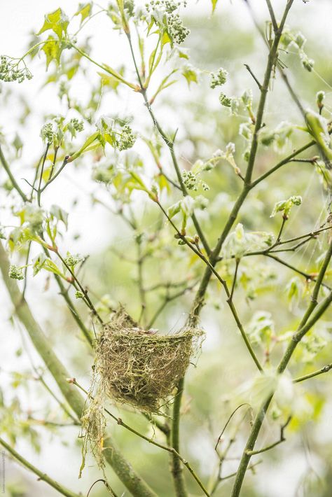 Tree With White Flowers, White Flowering Trees, Spring Images, Spring Farmhouse, Signs Of Spring, Spring Birds, Spring Pastels, Spring Mood, Green Spring