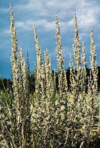 Wormwood | Plants, Uses, Absinthe, Description, & Facts Chicken Stews, Herb Uses, Wormwood Plant, Artemisia Absinthium, Artemisia Annua, Culinary Herbs, Aromatic Herbs, Absinthe, Herbal Medicine