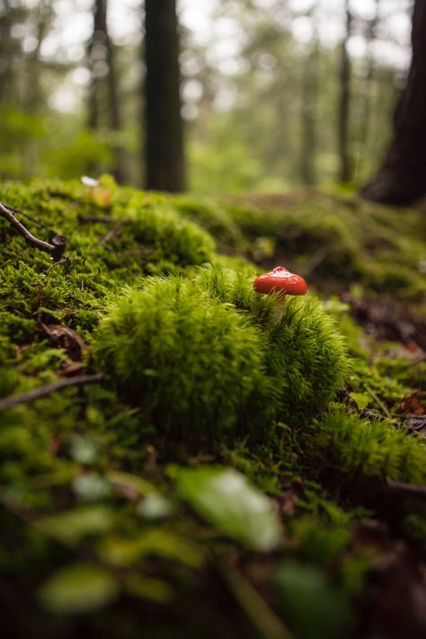 red mushroom growing on green grass at daytime photo – Free Moss Image on Unsplash Red And White Mushroom, Mushroom Images, Mushroom Pictures, Forest Spirit, Focus Photography, Ps4 Pro, Close Up Photography, Free For Commercial Use, Flat Lay Photography